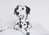 Capitán, el perrito modelo