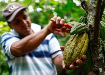 La carmenta negra amenaza las plantaciones de cacao