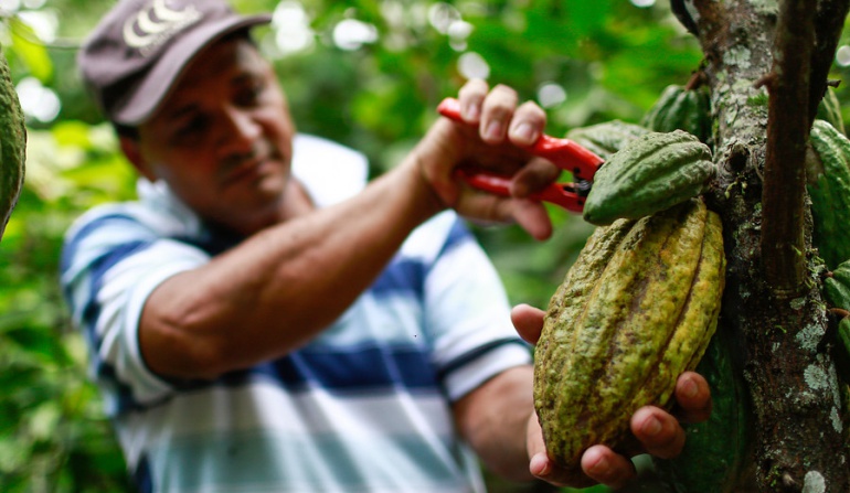 #CaracolALCampo cacao: La carmenta negra amenaza las plantaciones de cacao