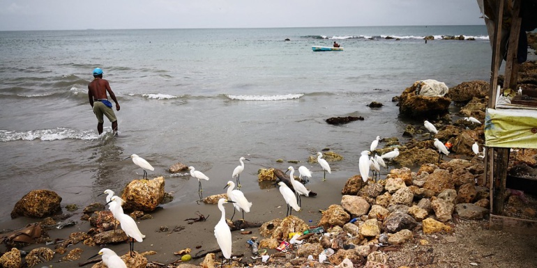 En las playas de Cartagena todas las mañanas estas aves esperan a los pescadores porque saben que siempre traen alimento en sus chalupas.