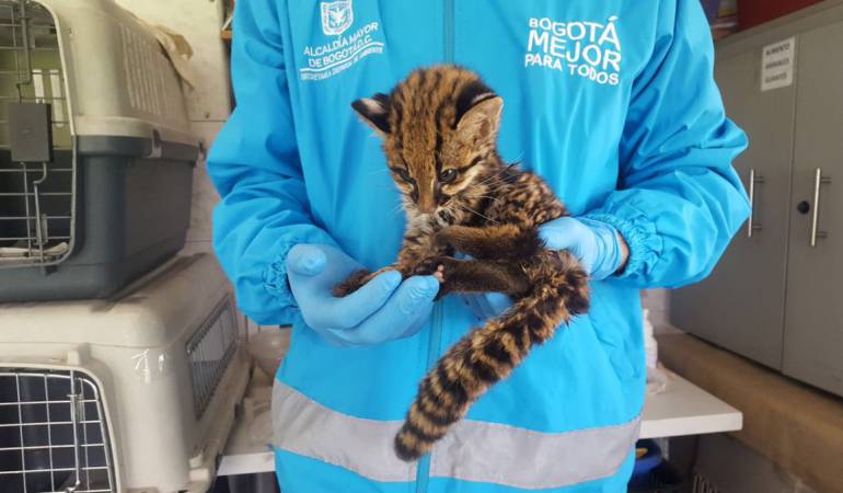 Rescate de un Leopardo en Bogotá: Rescatan a un Leopardo en las calles de Bogotá