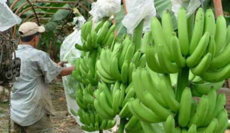 Racimos de plátano