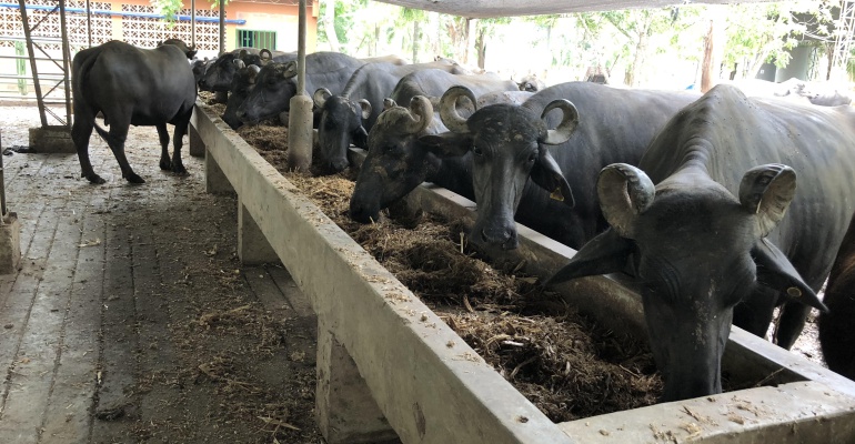 Caracol Al Campo carne de búfalo: El búfalo, una alternativa deliciosa y nutritiva