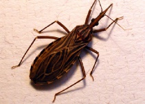 Conozca los síntomas, causas y tratamientos de la enfermedad de Chagas