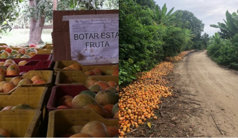 Caracol Al Campo mangos Colombia: Por sobreproducción, el mango se está pudriendo en Magdalena