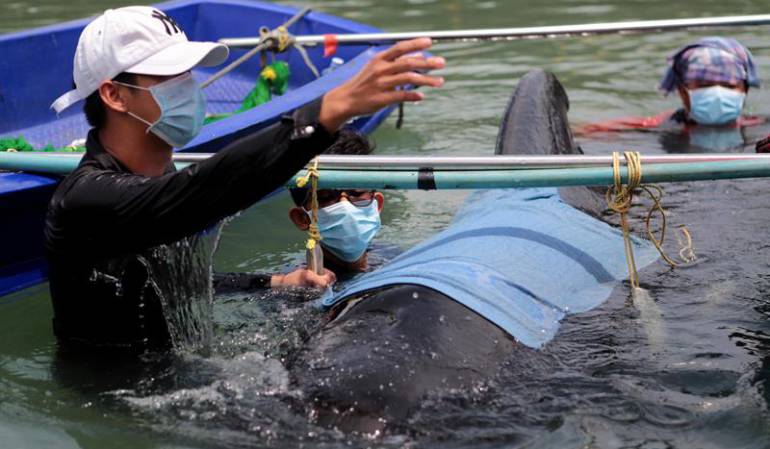 Biólogos marinos tailandeses rescatan el cuerpo inmóvil de la ballena en un canal de la provincia de Songkhla, al sur de Tailandia, el 30 de mayo de 2018.