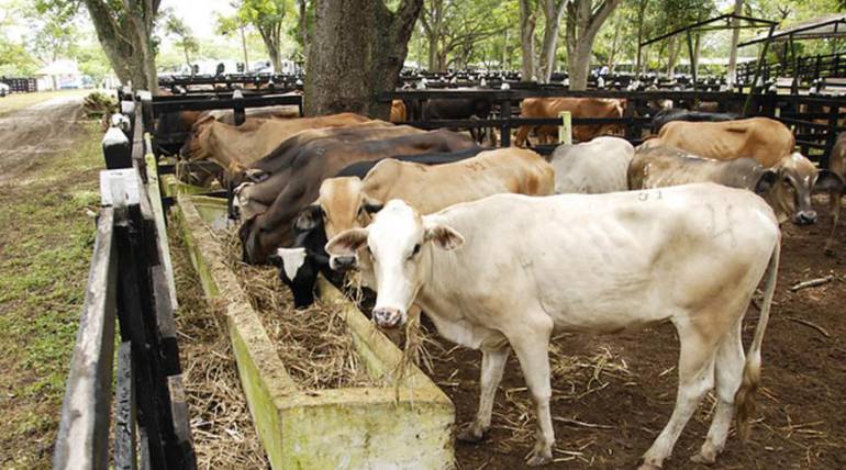 Al Campo dolor animales: El dolor en los animales, ¿cómo detectarlo y tratarlo?