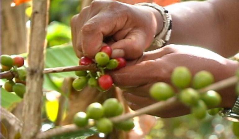 Al campo programas sociales: Con cultivos de café apoyan a atletas paralímpicos