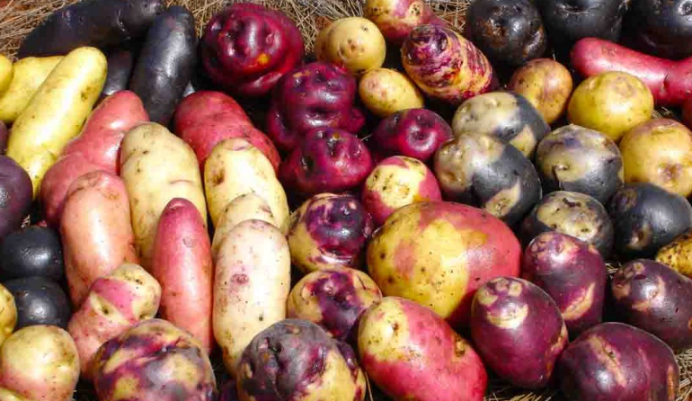 patatas nativas: Papas ancestrales, una joya que los colombianos poco conocemos