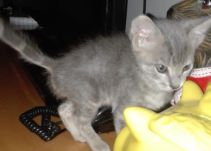 Bebé
