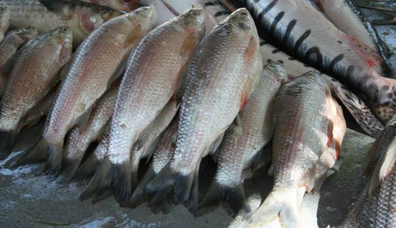 Consuma más pescado