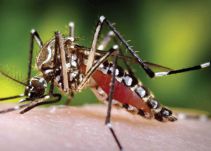 Zika, dengue y chicugunya, una realidad que puede controlarse