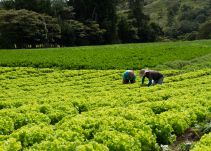 Desarrollan bioplaguicida para combatir hongos en arroz y hortalizas