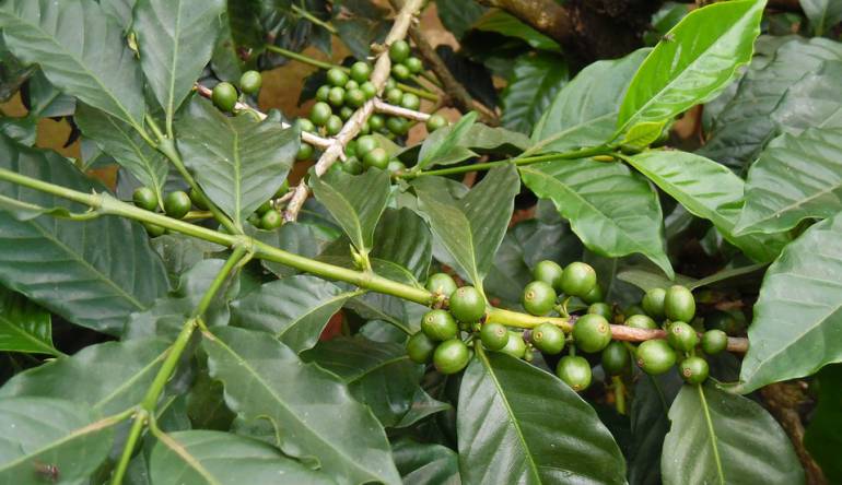 Arbusto de café
