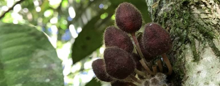 cacao agroalimentación: La expedición Cacao Bio llegó a Caquetá y Putumayo