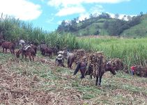 Colombia trabaja en nuevas variedades de caña panelera