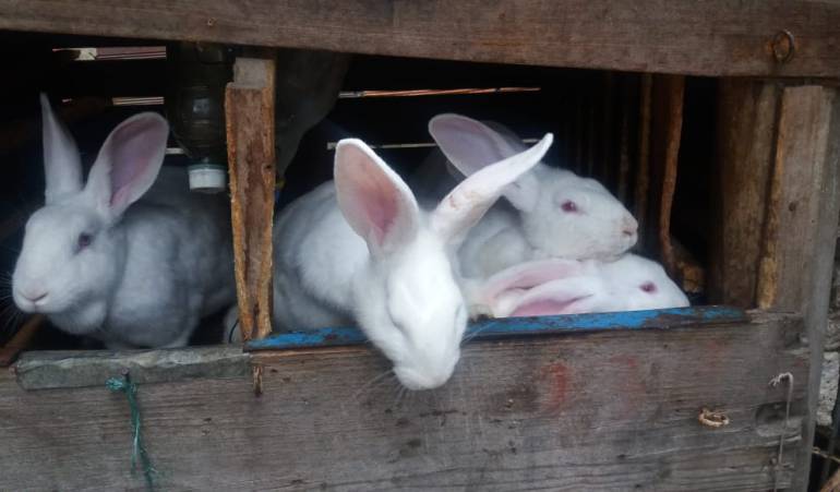Conejos