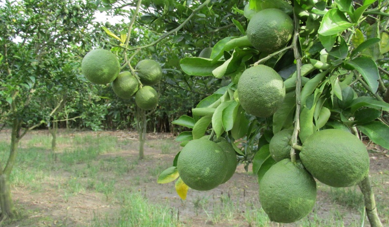 Cítricos dulces