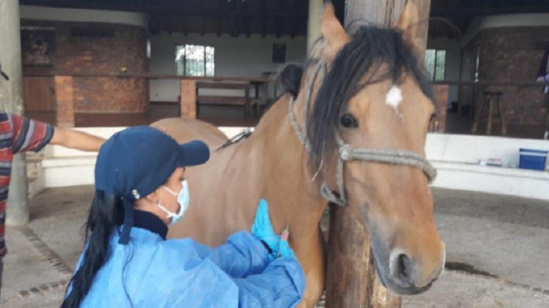 gripe equina: La gripe equina contagia a 500 caballos en el Valle