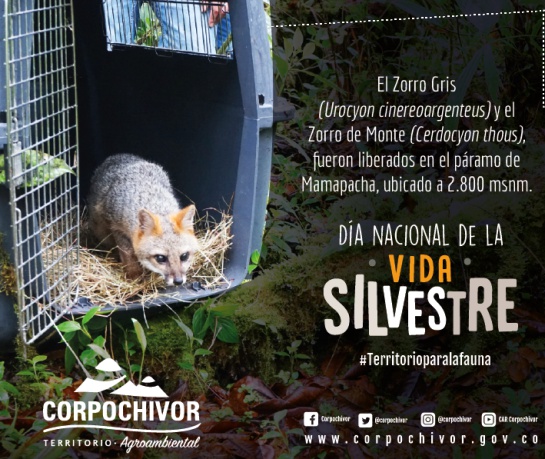 Vida silvestre: Liberan a dos zorros en el suroriente de Boyacá Vida silvestre: Liberan a dos zorros en el suroriente de Boyacá