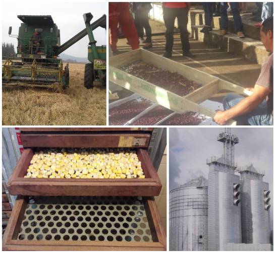 Fenalce granos: Así se cuidan los granos de cereales y leguminosas, llamados perecederos Fenalce granos: Así se cuidan los granos de cereales y leguminosas, llamados perecederos