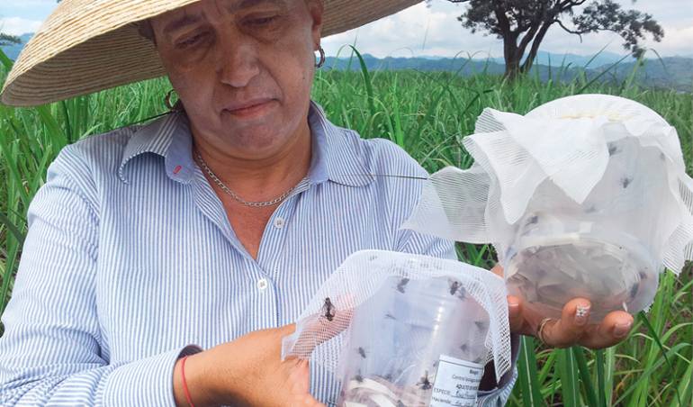 Diatrea caña de azúcar: Con moscas y avispas combaten gusano que ataca la caña