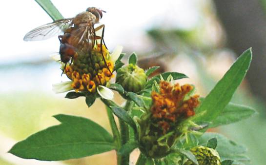 Diatrea caña de azúcar: Con moscas y avispas combaten gusano que ataca la caña Diatrea caña de azúcar: Con moscas y avispas combaten gusano que ataca la caña
