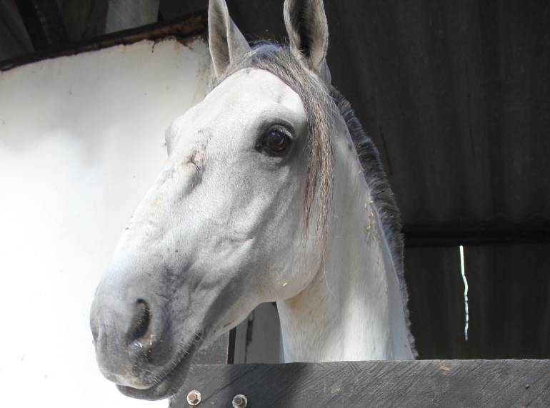 Influenza equina caballos, burros, mulas: Alerta por gripe equina: hay 2.700 caballos enfermos