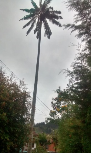 tala árboles: Polémica por tala de palma de cera en la vereda Romeral, de Guarne tala árboles: Polémica por tala de palma de cera en la vereda Romeral, de Guarne