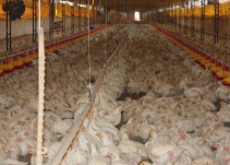 Pollos y gallinas, ¿cuáles son más nutritivos?