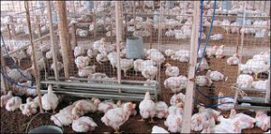 Avicultura carne nutrición: ¿Es mejor comer pollo o gallina? Avicultura carne nutrición: ¿Es mejor comer pollo o gallina?