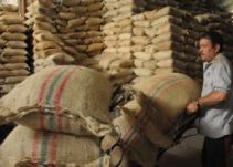 Gobierno anuncia $100 mil millones en apoyos directos a cafeteros