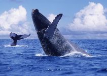 Las Ballenas Jorobadas visitan "El parque Nacional Uramba Bahía Málaga"