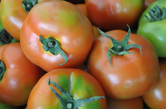 Plagas en los tomates: Los gusanos que amenazan a los tomates Plagas en los tomates: Los gusanos que amenazan a los tomates