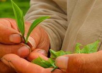 Los secretos del té y sus beneficios para la salud