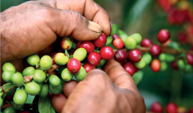 Cultivo de café