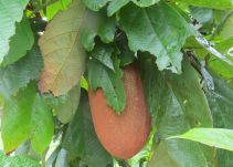 El copoazú, una maravillosa fruta de la Amazonía a su alcance
