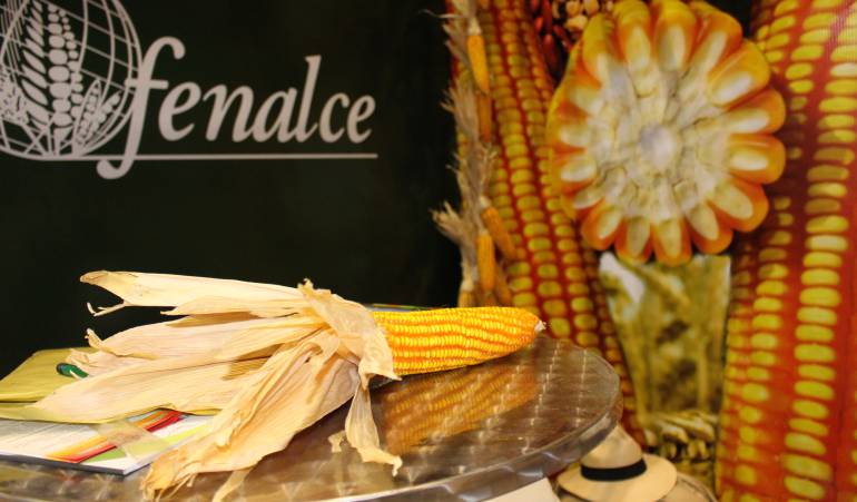 Maiz importado: Colombia aspira a producir el 80% del maíz que consume, antes de 2030