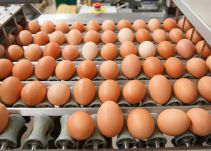 ¿Cuántos huevos nos comemos cada año?