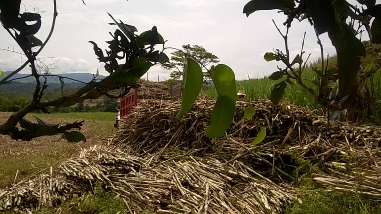 Caña panelera