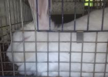 Los conejos, opción alimenticia