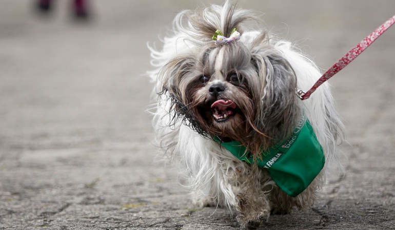 Simulacro evacuación: ¿Qué hacer con las mascotas en caso de emergencia?