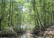 Colombia tiene mucho terreno para desarrollo forestal