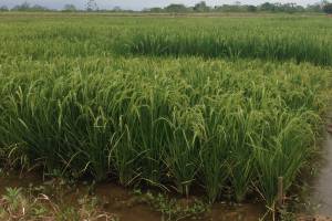 Cultivos de arroz Fedearroz: Los arroceros le hacen frente al Cambio Climático Cultivos de arroz Fedearroz: Los arroceros le hacen frente al Cambio Climático