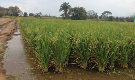 Cultivos de arroz para procesos de investigación, en Saldaña, Tolima. Cultivos de arroz para procesos de investigación, en Saldaña, Tolima.