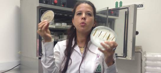 Ingeniera Johanna Echeverry y las investigaciones sobre enfermedades del arroz Ingeniera Johanna Echeverry y las investigaciones sobre enfermedades del arroz