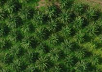 Los drones y la agricultura de precisión, una moda en el campo