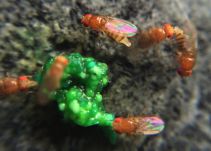 Así es "el olor de la mosca" que ganó el premio Ig Nobel 2018