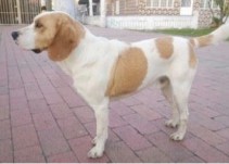 Bengy