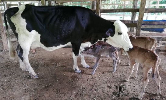 ganado: Una vaca heroína parió cuatrillizos terneros ganado: Una vaca heroína parió cuatrillizos terneros